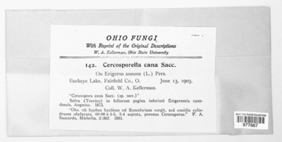 Cercosporella virgaureae image